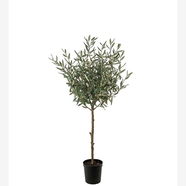 Mr. Plant -  Oliventr H: 150 cm