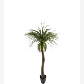 Mr. Plant -  Flasklilja 180 cm