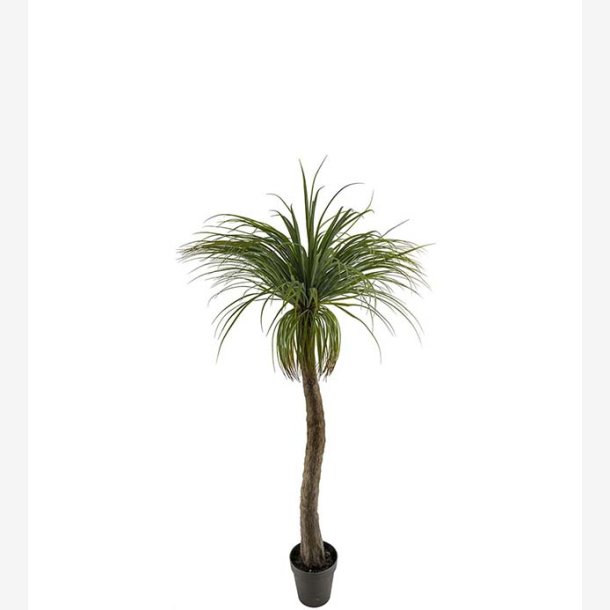 Mr. Plant -  Flasklilja 180 cm