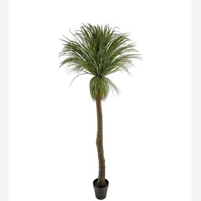 Mr. Plant - Flasklilja 220 cm