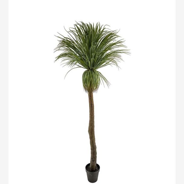 Mr. Plant - Flasklilja 220 cm