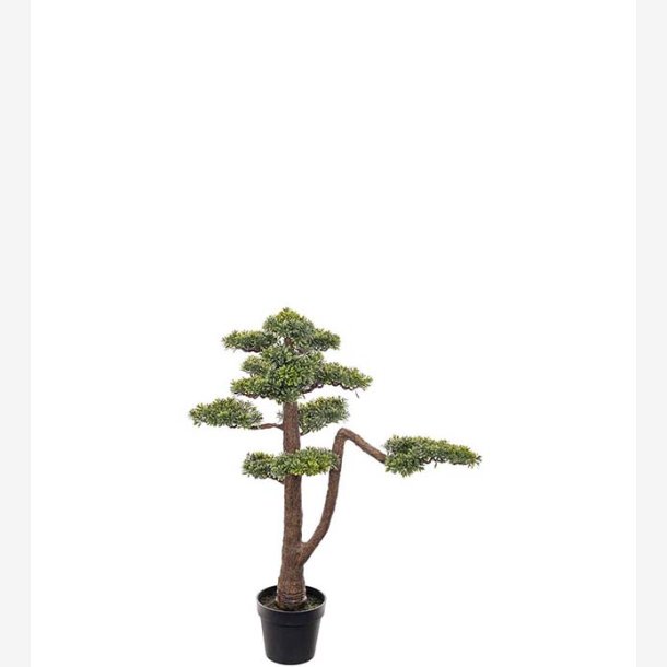 Mr. Plant - Bonsai 95 cm
