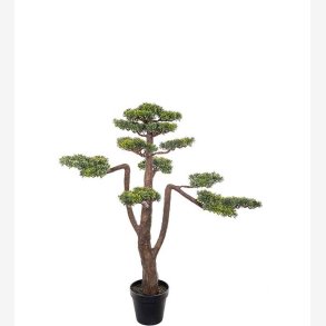Mr. Plant - Bonsai 125 cm