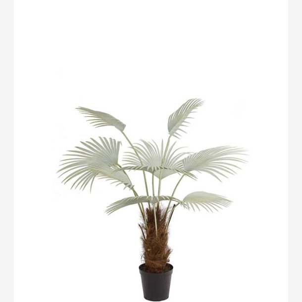 Mr. Plant - Palme