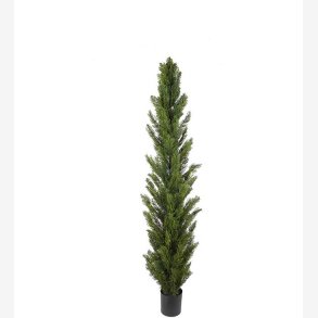 Mr. Plant - Cypress 150 cm