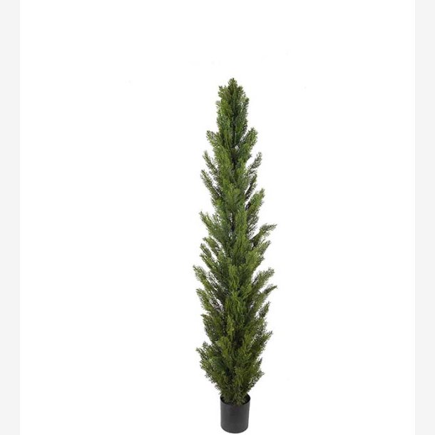 Mr. Plant - Cypress 150 cm