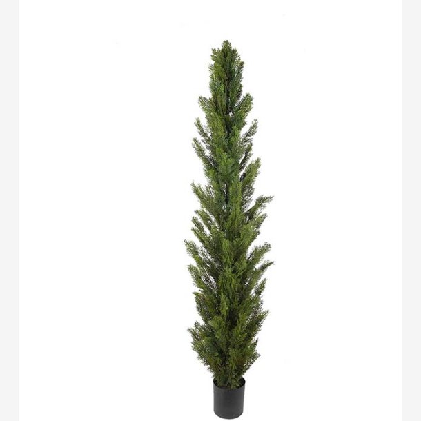 Mr. Plant - Cypress 180 cm