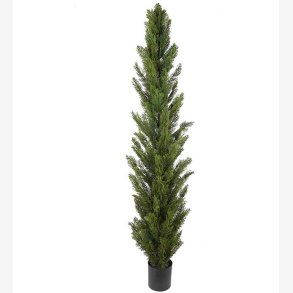 Mr. Plant -  Cypress 210 cm