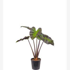 Mr. Plant - Alocasia