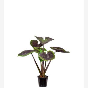 Mr. Plant - Alocasia 130cm
