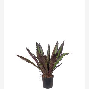 Mr. Plant - Asplenium 90cm