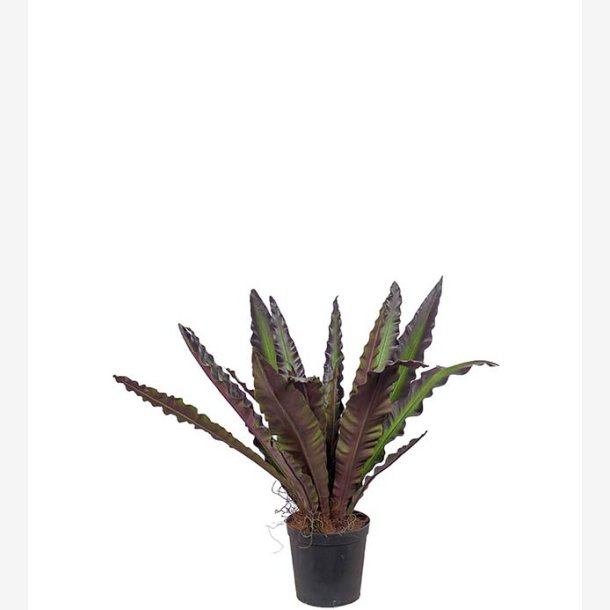 Mr. Plant - Asplenium 90cm