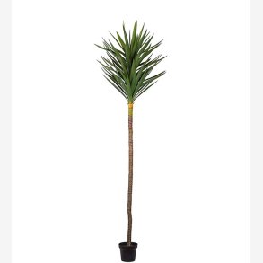 Mr. Plant - Yucca H: 250 cm