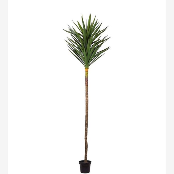 Mr. Plant - Yucca H: 250 cm