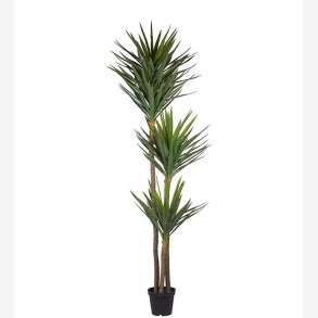 Mr. Plant -  Yucca H: 250 cm