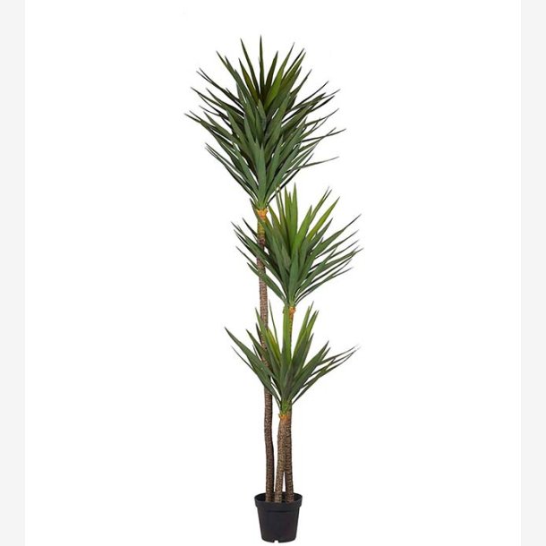 Mr. Plant -  Yucca H: 250 cm
