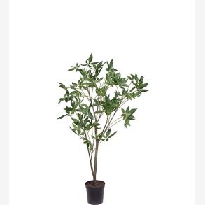 Mr. Plant -  Pachiratrd i kruka 140 cm
