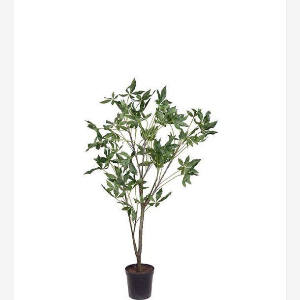 Mr. Plant -  Pachiratrd i kruka 140 cm