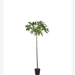 Mr. Plant -  Pachiratrd i kruka 240 cm