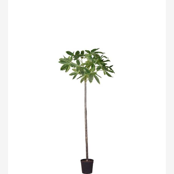 Mr. Plant -  Pachiratrd i kruka 240 cm
