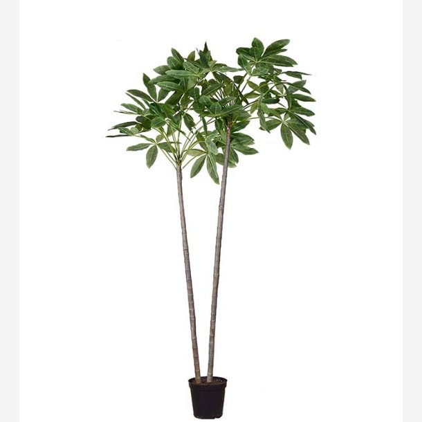 Mr. Plant -  Pachiratr i potte H: 270 cm