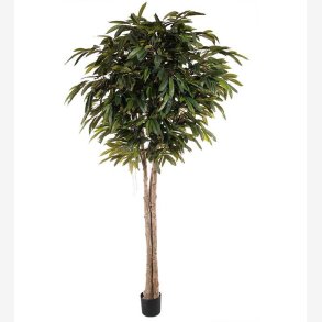 Mr. Plant - Longifolia 260 cm