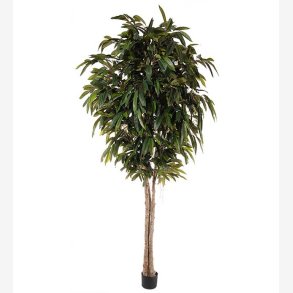 Mr. Plant - Longifolia 320 cm
