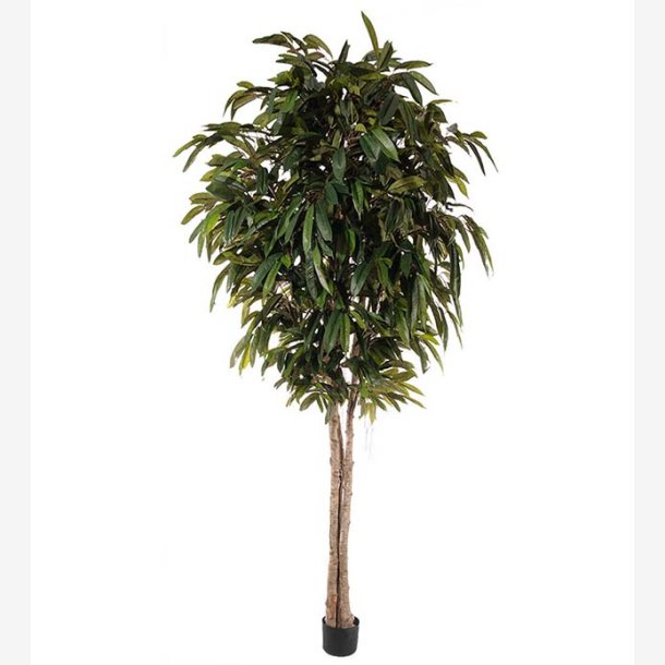 Mr. Plant - Longifolia 320 cm