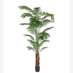 Areca Palme Gr�n H:270 cm.
