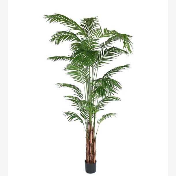 Areca Palme Gr�n H:270 cm.