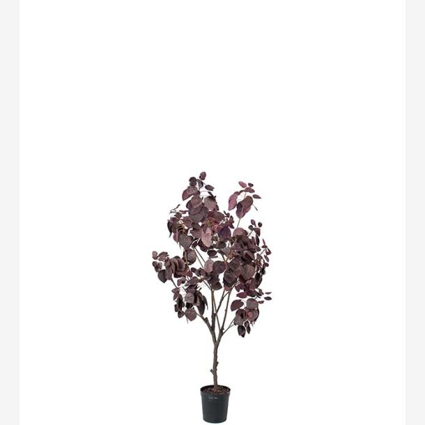 Mr. Plant - Cotinus 140 cm
