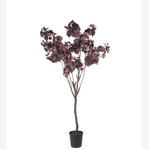 Mr. Plant - Cotinus 200 cm
