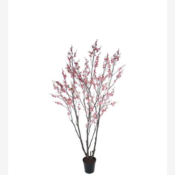 Mr. Plant - Krsbrsblom 240 cm