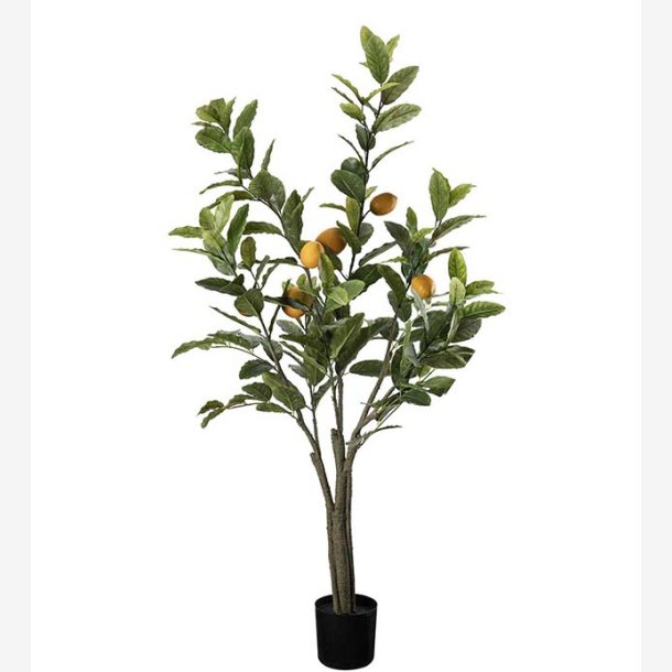 Mr. Plant - Citrontrd 120 cm