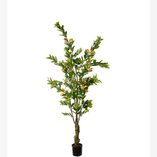 Mr. Plant -  Citrontrd 240 cm