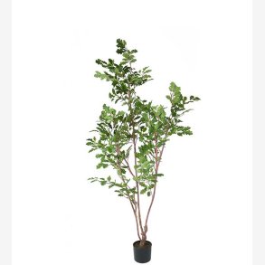 Mr. Plant - Ek 170 cm