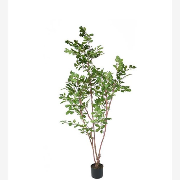 Mr. Plant - Ek 170 cm