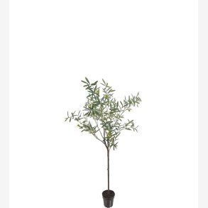 Mr. Plant - Oliventr H: 170 cm