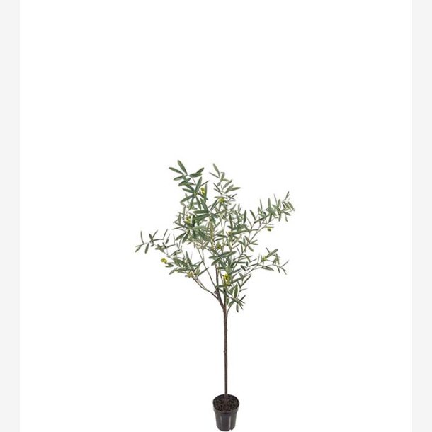 Mr. Plant - Oliventr H: 170 cm