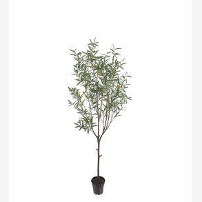 Mr. Plant - Oliventr H: 200 cm
