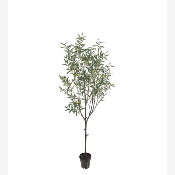 Mr. Plant - Oliventr H: 200 cm