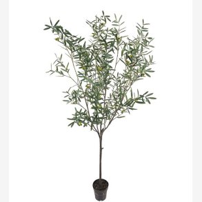 Mr. Plant - Oliventr H:230 cm
