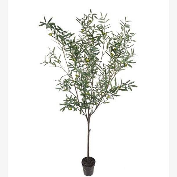 Mr. Plant - Oliventr H:230 cm