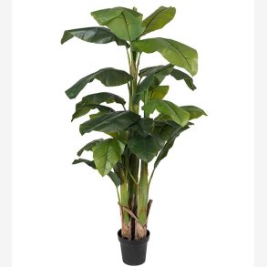 Mr. Plant - Banantr 240cm