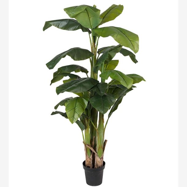 Mr. Plant - Banantr 240cm