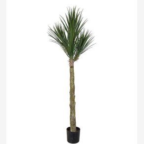 Mr. Plant - Yucca Rostrata H:180 cm