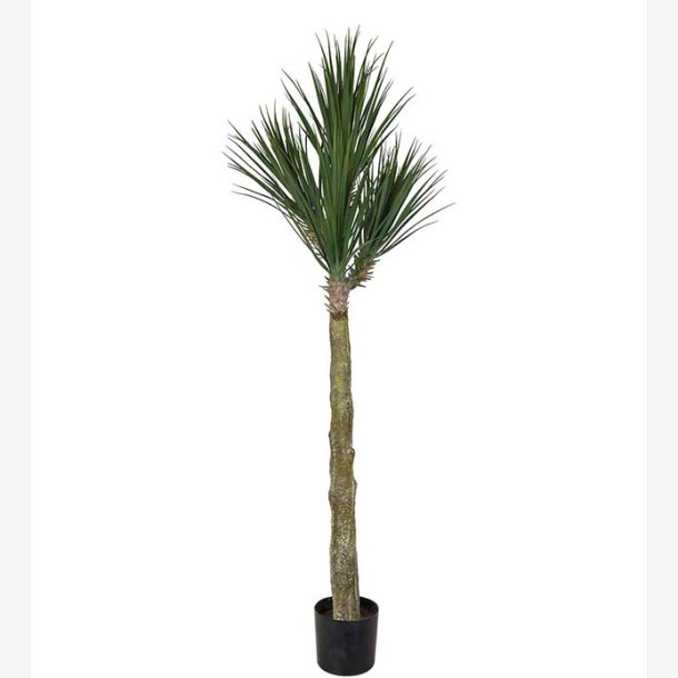 Mr. Plant - Yucca Rostrata H:180 cm