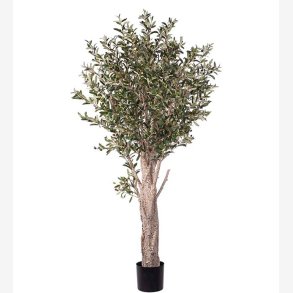 Mr. Plant - Oliventr H: 190 cm