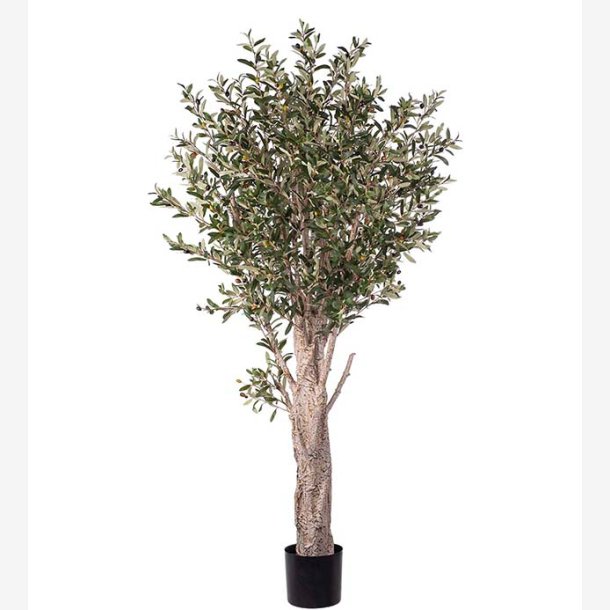 Mr. Plant - Oliventr H: 190 cm