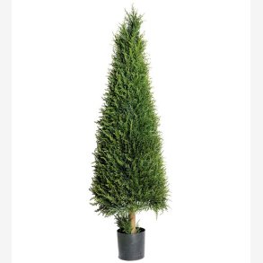 Mr. Plant -  En 165 cm